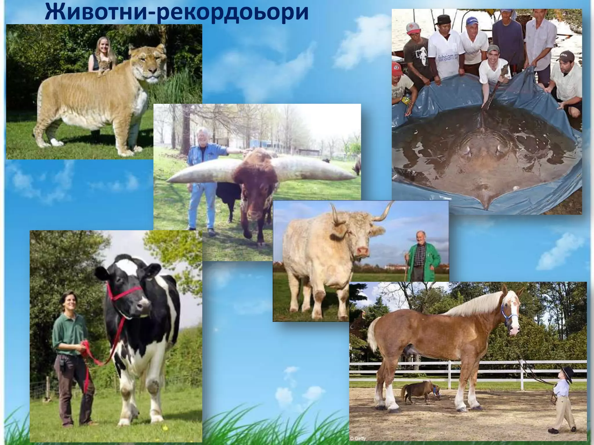 Животни-рекордоьори
 