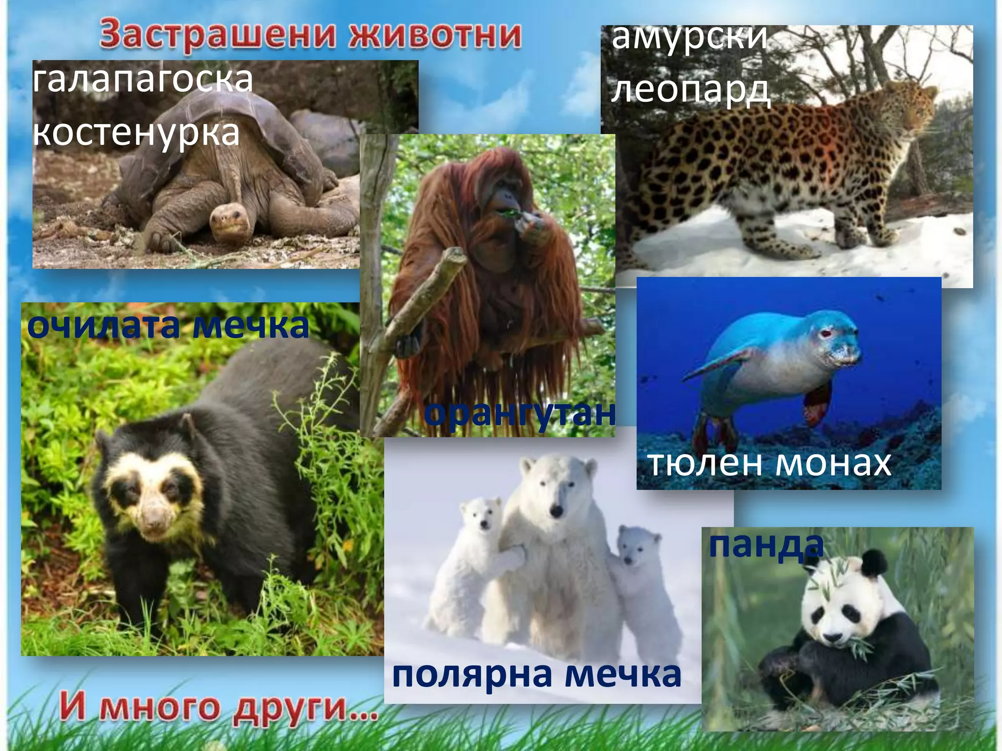 амурски
галапагоска              леопард
костенурка



очилата мечка
                 орангутан
                             тюлен монах
                                панда

                полярна мечка
 