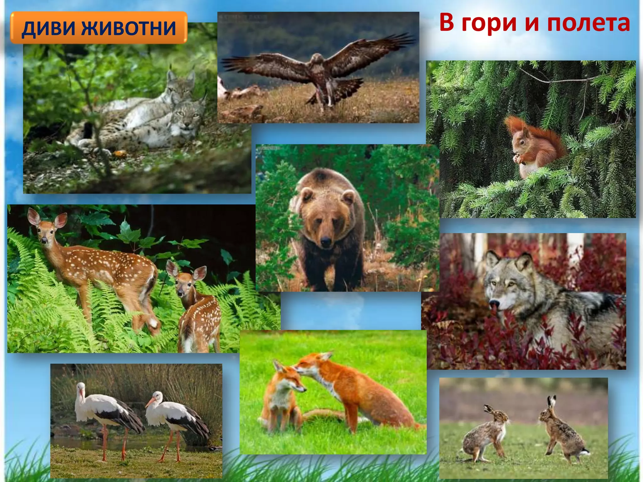ДИВИ ЖИВОТНИ   В гори и полета
 