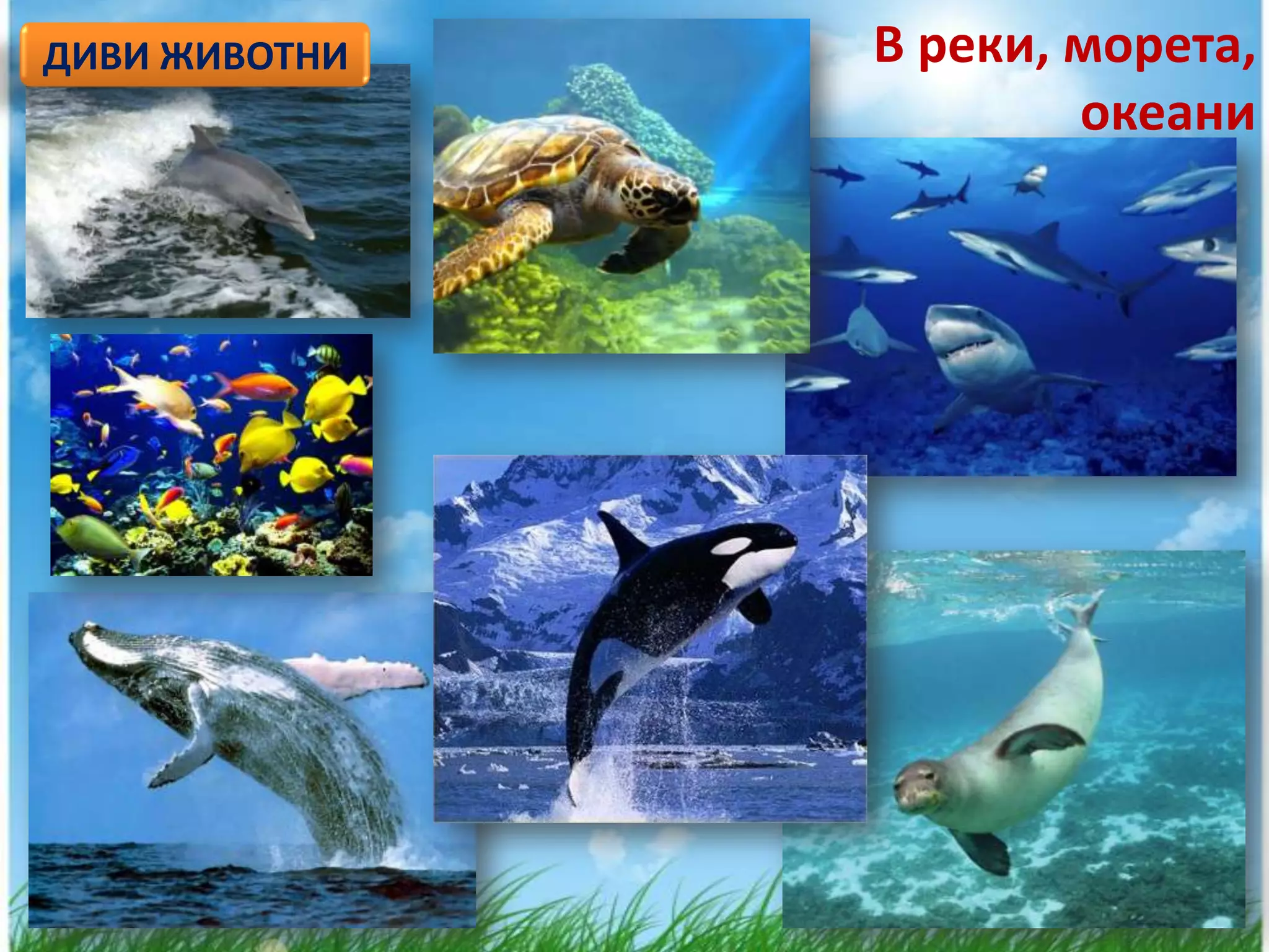 ДИВИ ЖИВОТНИ   В реки, морета,
                       океани
 