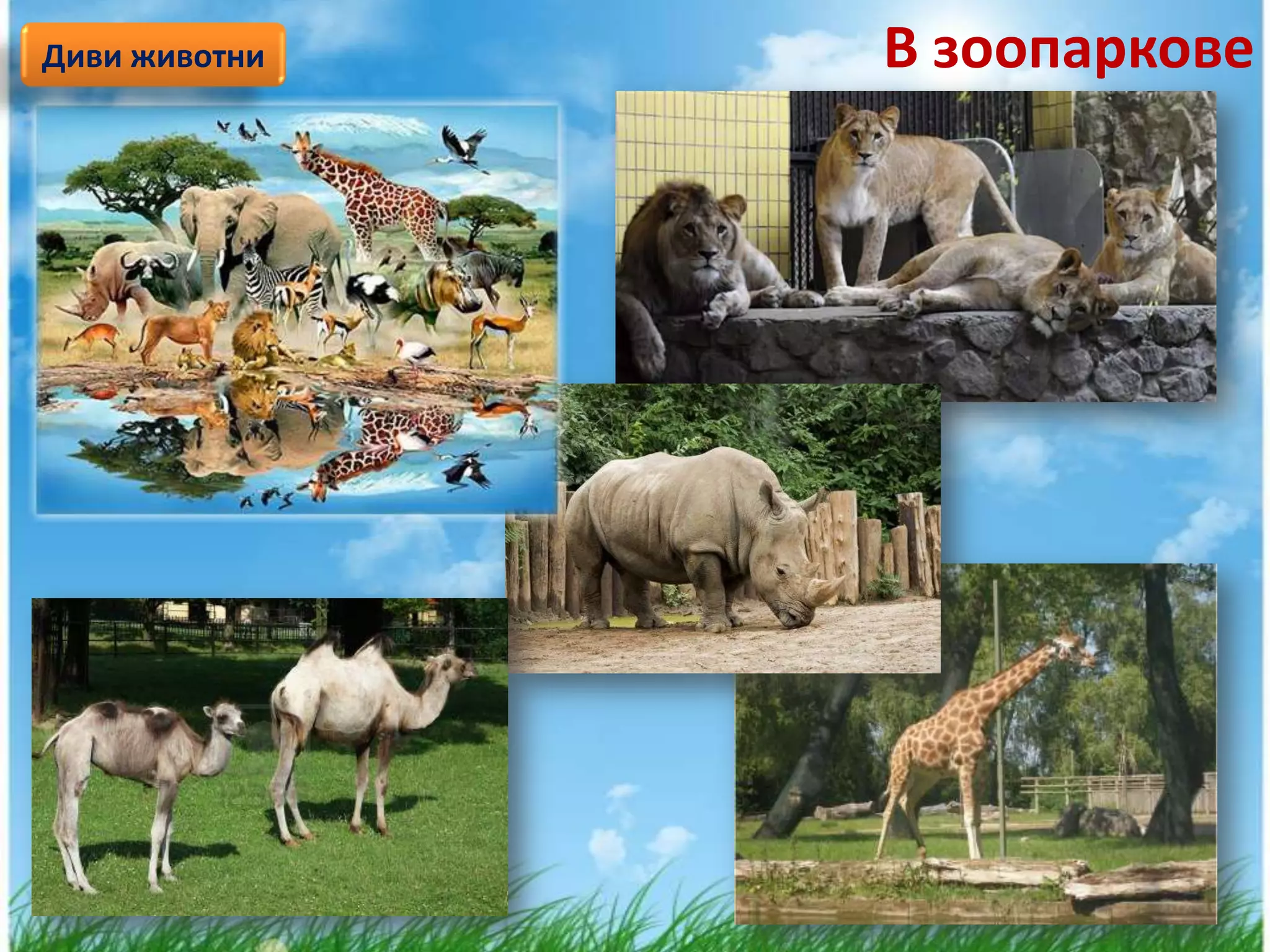 Диви животни   В зоопаркове
 