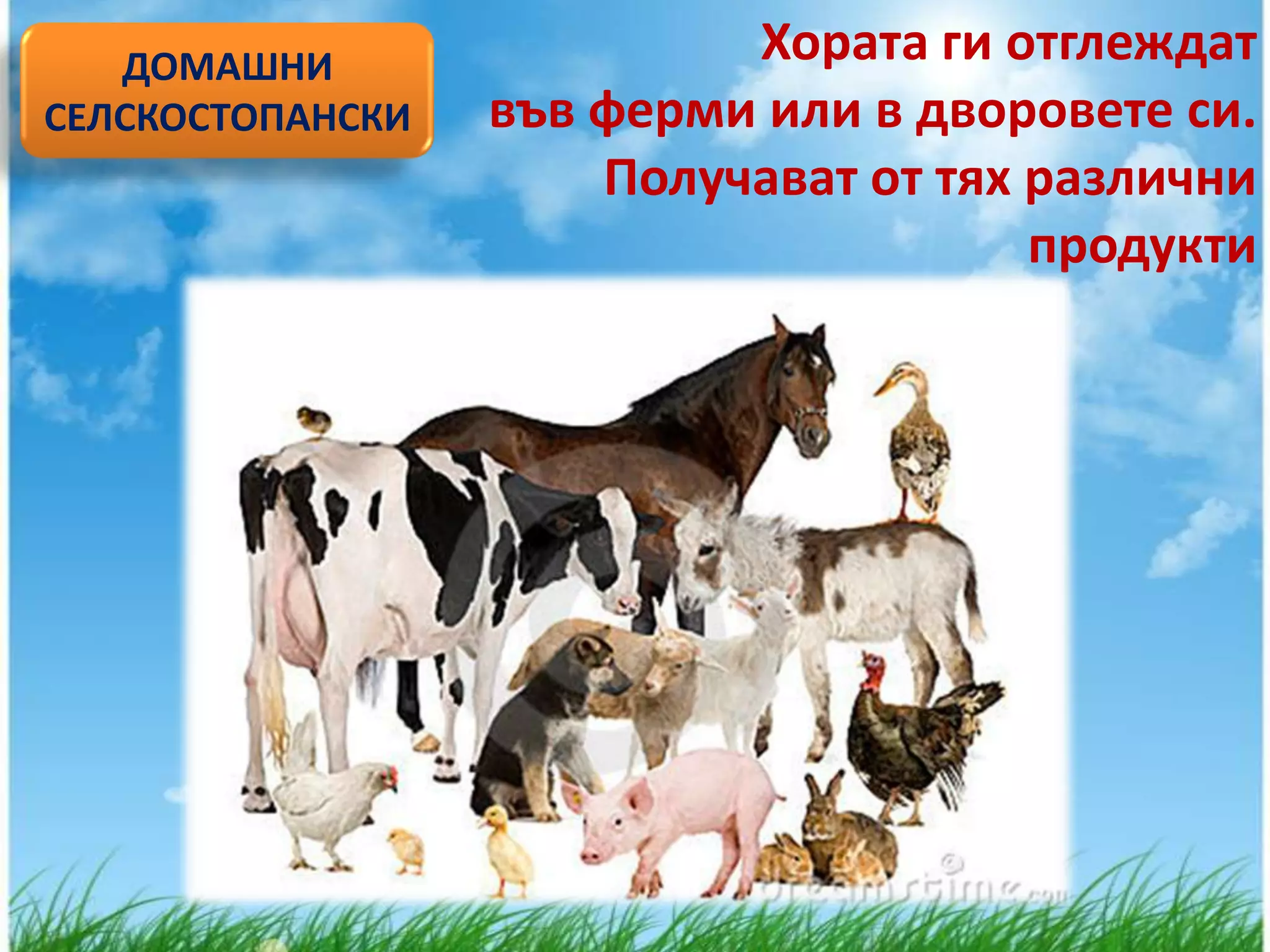ДОМАШНИ                 Хората ги отглеждат
СЕЛСКОСТОПАНСКИ   във ферми или в дворовете си.
                      Получават от тях различни
                                       продукти
 