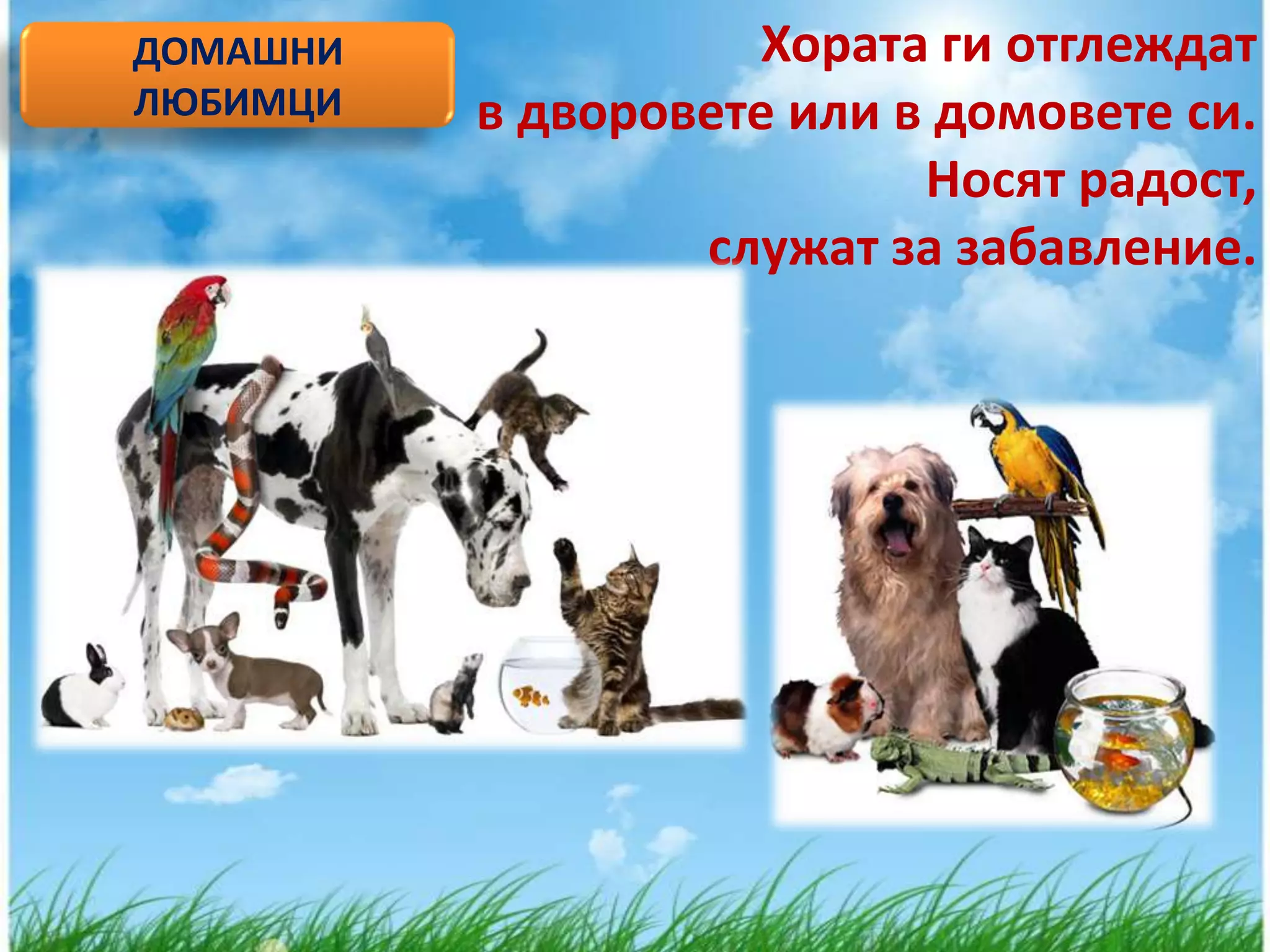 ДОМАШНИ             Хората ги отглеждат
ЛЮБИМЦИ   в дворовете или в домовете си.
                           Носят радост,
                  служат за забавление.
 
