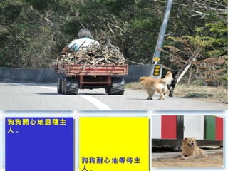 狗狗開心地跟隨主
狗狗開心地跟隨主
人 ..
人



           狗狗耐心地等待主
           狗狗耐心地等待主
           人.
 