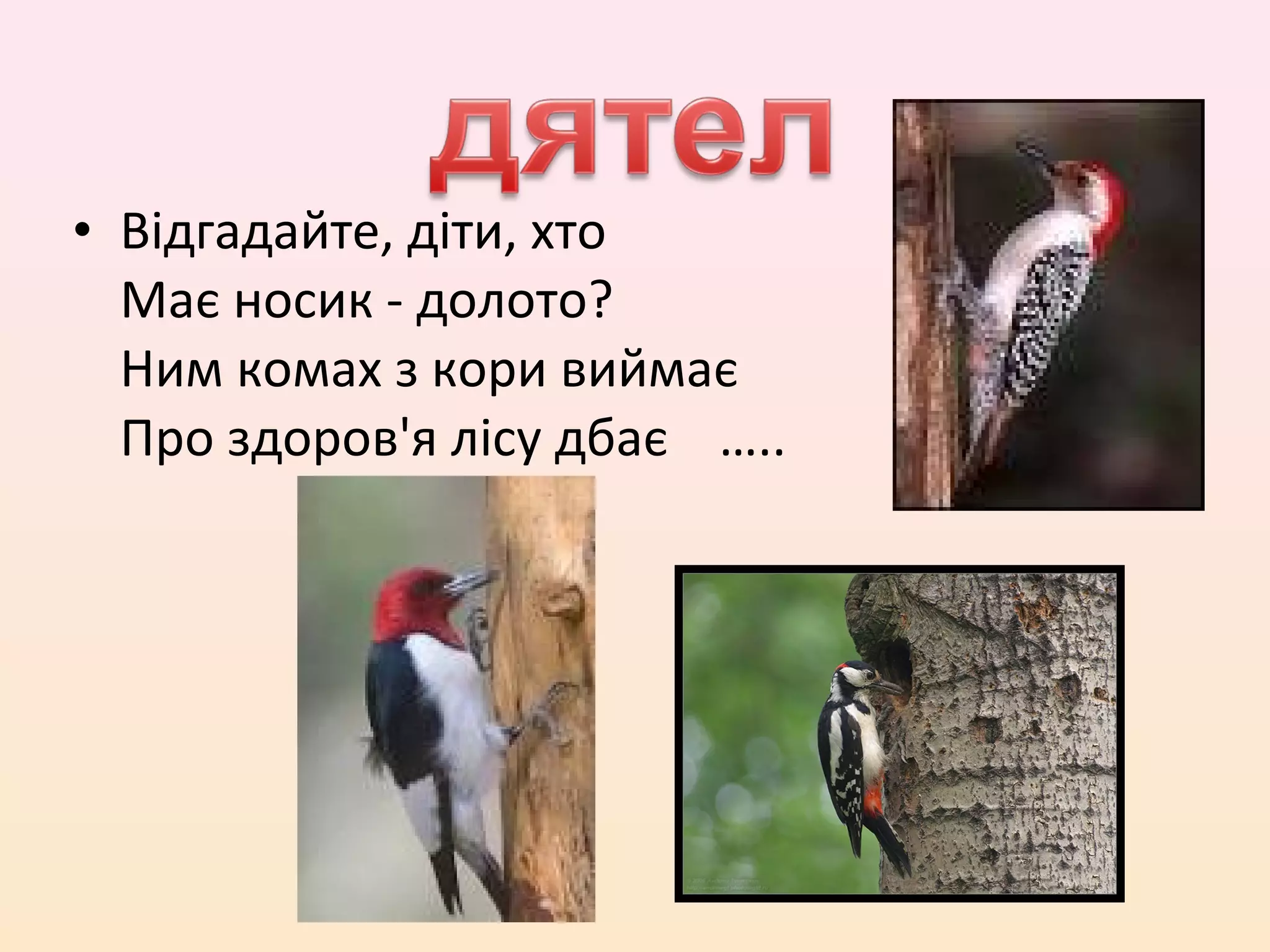 • Відгадайте, діти, хто
  Має носик - долото?
  Ним комах з кори виймає
  Про здоров'я лісу дбає …..
 