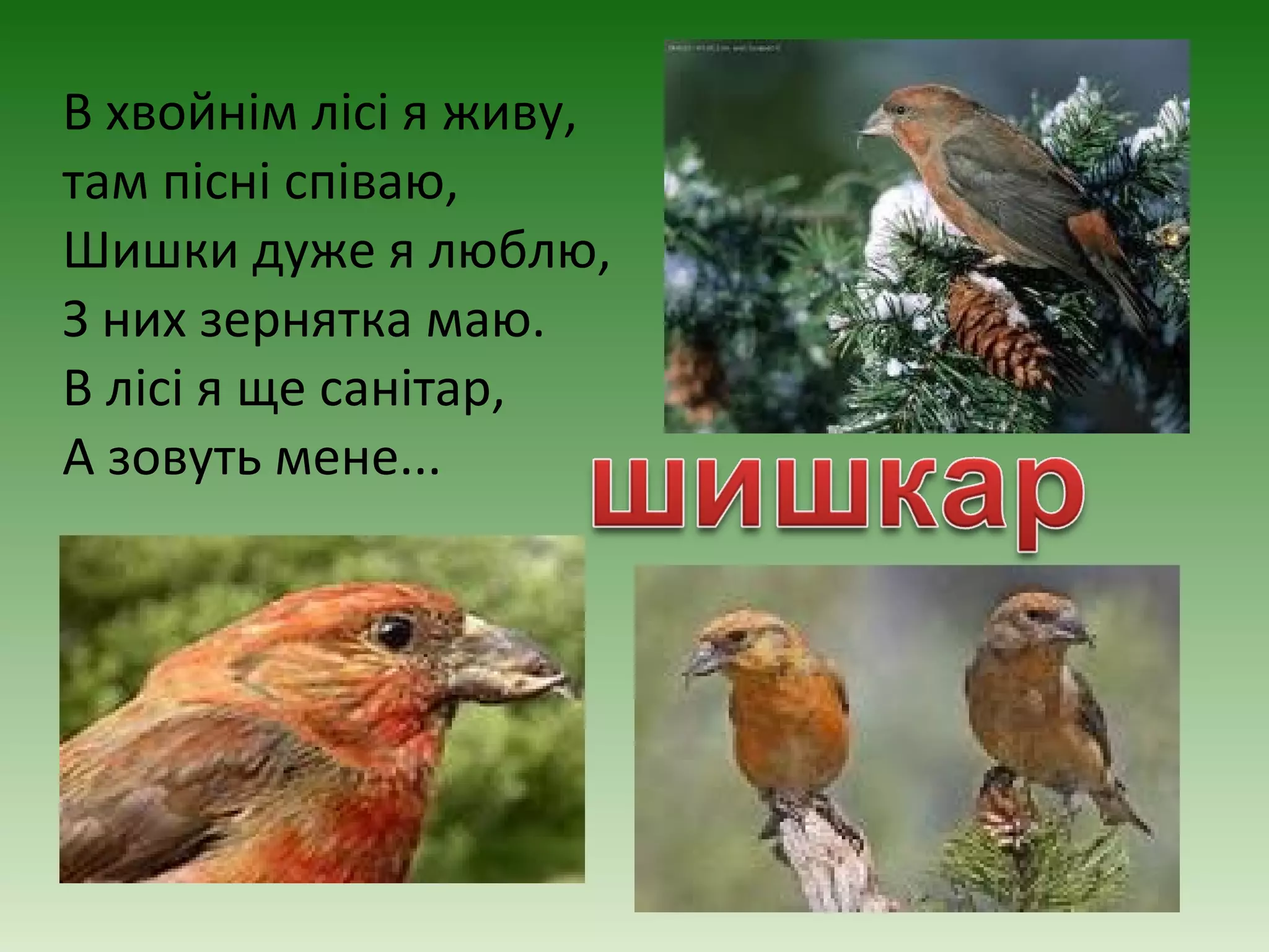 В хвойнім лісі я живу,
там пісні співаю,
Шишки дуже я люблю,
З них зернятка маю.
В лісі я ще санітар,
А зовуть мене...
 
