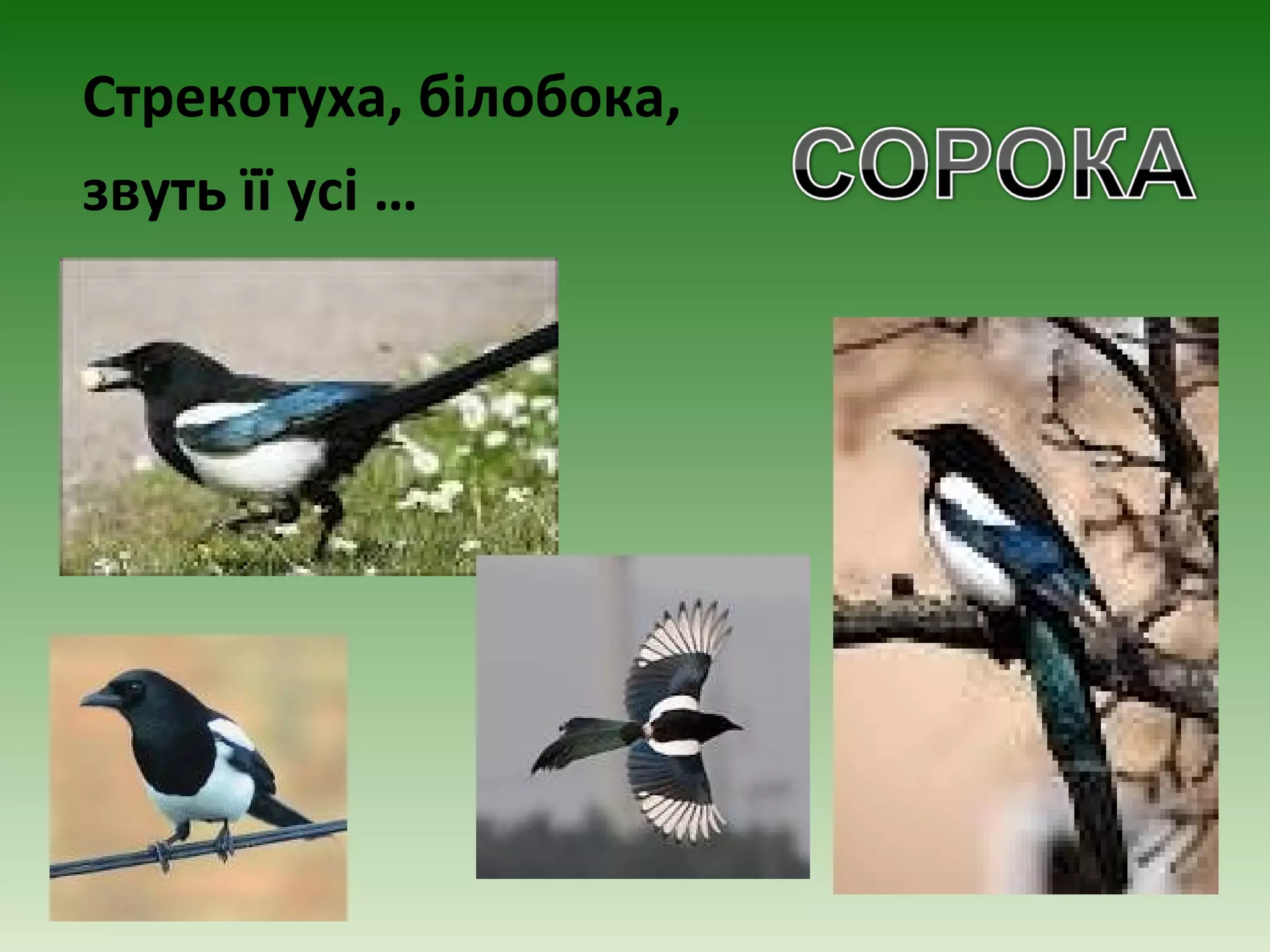 Стрекотуха, білобока,
звуть її усі …
 