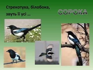 Стрекотуха, білобока,
звуть її усі …
 