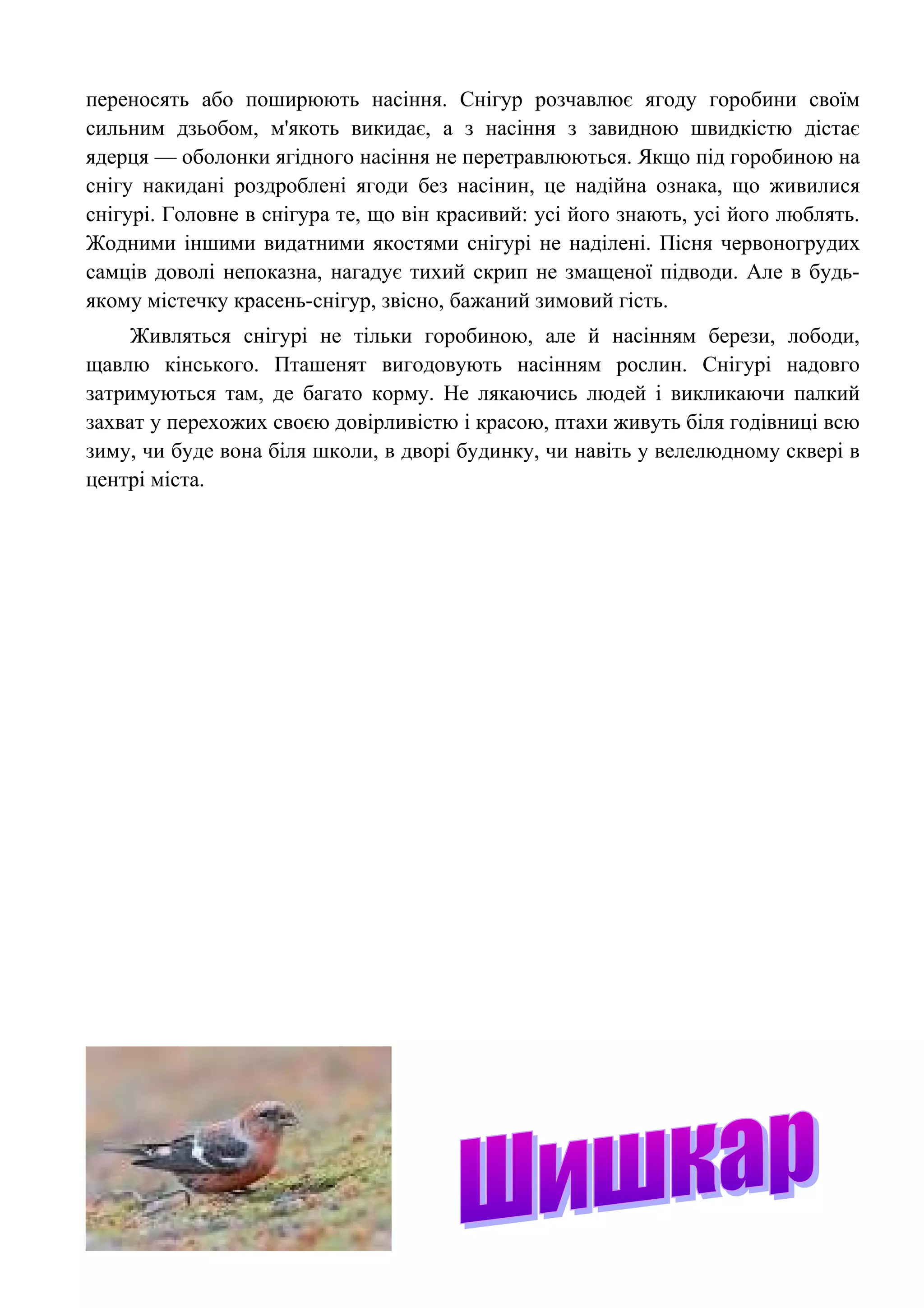 переносять або поширюють насіння. Снігур розчавлює ягоду горобини своїм
сильним дзьобом, м'якоть викидає, а з насіння з завидною швидкістю дістає
ядерця — оболонки ягідного насіння не перетравлюються. Якщо під горобиною на
снігу накидані роздроблені ягоди без насінин, це надійна ознака, що живилися
снігурі. Головне в снігура те, що він красивий: усі його знають, усі його люблять.
Жодними іншими видатними якостями снігурі не наділені. Пісня червоногрудих
самців доволі непоказна, нагадує тихий скрип не змащеної підводи. Але в будь-
якому містечку красень-снігур, звісно, бажаний зимовий гість.
     Живляться снігурі не тільки горобиною, але й насінням берези, лободи,
щавлю кінського. Пташенят вигодовують насінням рослин. Снігурі надовго
затримуються там, де багато корму. Не лякаючись людей і викликаючи палкий
захват у перехожих своєю довірливістю і красою, птахи живуть біля годівниці всю
зиму, чи буде вона біля школи, в дворі будинку, чи навіть у велелюдному сквері в
центрі міста.
 