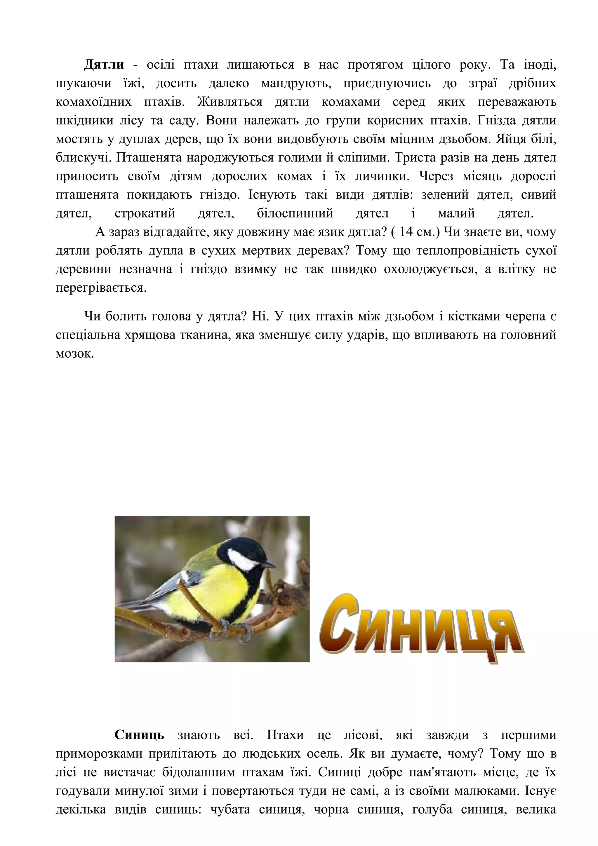 Дятли - осілі птахи лишаються в нас протягом цілого року. Та іноді,
шукаючи їжі, досить далеко мандрують, приєднуючись до зграї дрібних
комахоїдних птахів. Живляться дятли комахами серед яких переважають
шкідники лісу та саду. Вони належать до групи корисних птахів. Гнізда дятли
мостять у дуплах дерев, що їх вони видовбують своїм міцним дзьобом. Яйця білі,
блискучі. Пташенята народжуються голими й сліпими. Триста разів на день дятел
приносить своїм дітям дорослих комах і їх личинки. Через місяць дорослі
пташенята покидають гніздо. Існують такі види дятлів: зелений дятел, сивий
дятел,    строкатий     дятел,    білоспинний    дятел     і    малий    дятел.
       А зараз відгадайте, яку довжину має язик дятла? ( 14 см.) Чи знаєте ви, чому
дятли роблять дупла в сухих мертвих деревах? Тому що теплопровідність сухої
деревини незначна і гніздо взимку не так швидко охолоджується, а влітку не
перегрівається.

    Чи болить голова у дятла? Ні. У цих птахів між дзьобом і кістками черепа є
спеціальна хрящова тканина, яка зменшує силу ударів, що впливають на головний
мозок.




          Синиць знають всі. Птахи це лісові, які завжди з першими
приморозками прилітають до людських осель. Як ви думаєте, чому? Тому що в
лісі не вистачає бідолашним птахам їжі. Синиці добре пам'ятають місце, де їх
годували минулої зими і повертаються туди не самі, а із своїми малюками. Існує
декілька видів синиць: чубата синиця, чорна синиця, голуба синиця, велика
 