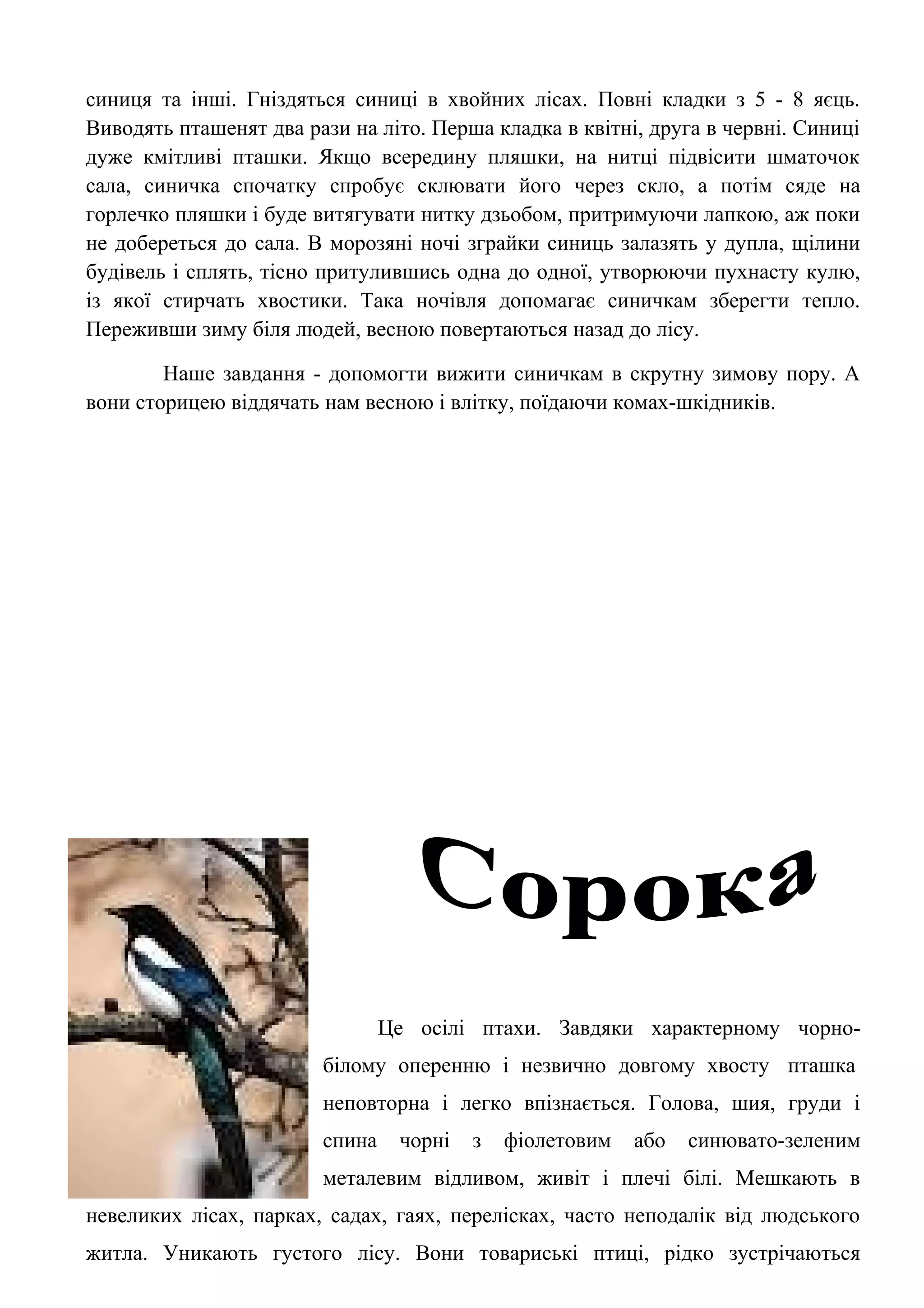синиця та інші. Гніздяться синиці в хвойних лісах. Повні кладки з 5 - 8 яєць.
Виводять пташенят два рази на літо. Перша кладка в квітні, друга в червні. Синиці
дуже кмітливі пташки. Якщо всередину пляшки, на нитці підвісити шматочок
сала, синичка спочатку спробує склювати його через скло, а потім сяде на
горлечко пляшки і буде витягувати нитку дзьобом, притримуючи лапкою, аж поки
не добереться до сала. В морозяні ночі зграйки синиць залазять у дупла, щілини
будівель і сплять, тісно притулившись одна до одної, утворюючи пухнасту кулю,
із якої стирчать хвостики. Така ночівля допомагає синичкам зберегти тепло.
Переживши зиму біля людей, весною повертаються назад до лісу.

        Наше завдання - допомогти вижити синичкам в скрутну зимову пору. А
вони сторицею віддячать нам весною і влітку, поїдаючи комах-шкідників.




                                Це осілі птахи. Завдяки характерному чорно-
                        білому оперенню і незвично довгому хвосту пташка
                        неповторна і легко впізнається. Голова, шия, груди і
                        спина    чорні   з   фіолетовим   або   синювато-зеленим
                        металевим відливом, живіт і плечі білі. Мешкають в
невеликих лісах, парках, садах, гаях, перелісках, часто неподалік від людського
житла. Уникають густого лісу. Вони товариські птиці, рідко зустрічаються
 