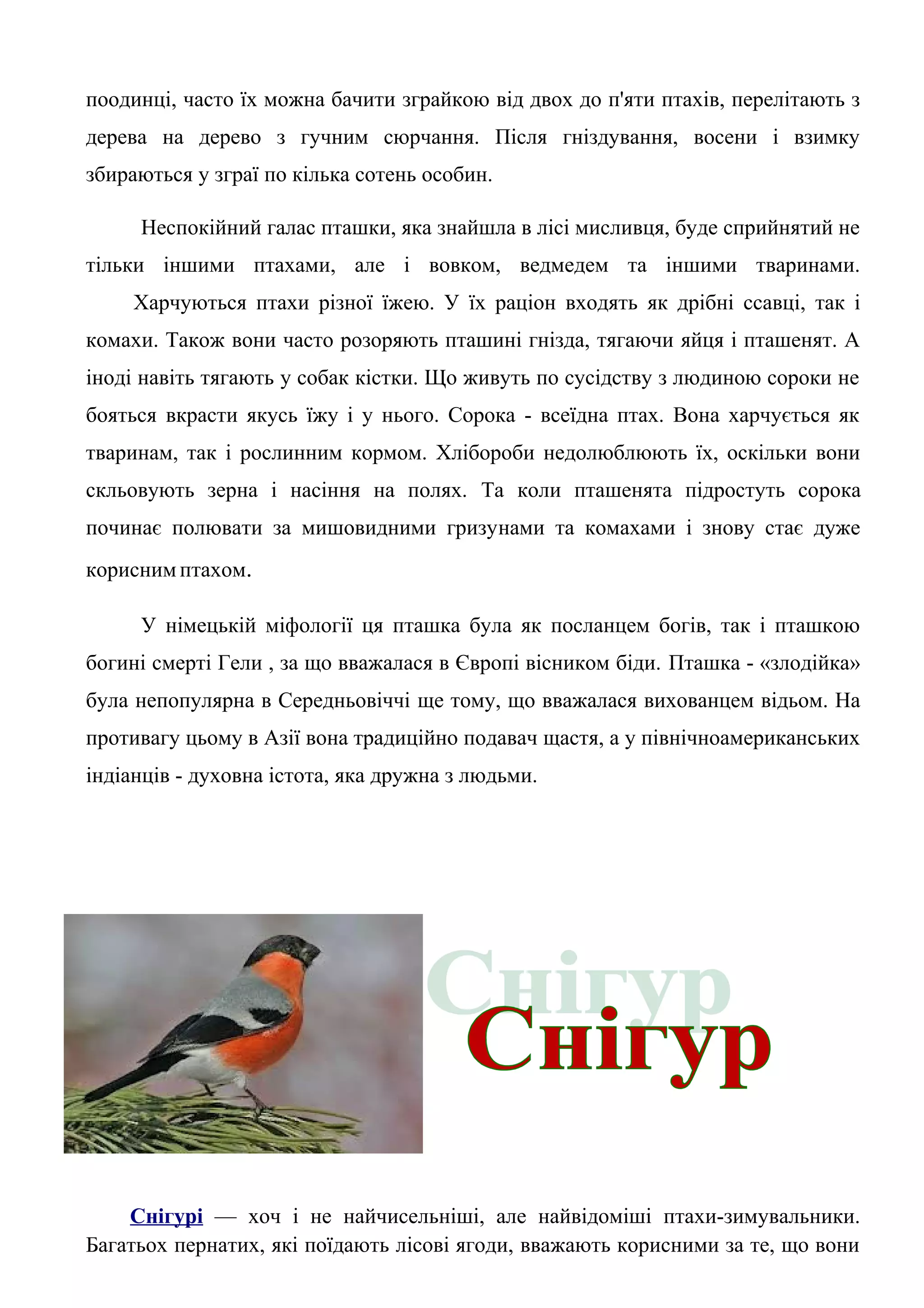 поодинці, часто їх можна бачити зграйкою від двох до п'яти птахів, перелітають з
дерева на дерево з гучним сюрчання. Після гніздування, восени і взимку
збираються у зграї по кілька сотень особин.

     Неспокійний галас пташки, яка знайшла в лісі мисливця, буде сприйнятий не
тільки іншими птахами, але і вовком, ведмедем та іншими тваринами.
     Харчуються птахи різної їжею. У їх раціон входять як дрібні ссавці, так і
комахи. Також вони часто розоряють пташині гнізда, тягаючи яйця і пташенят. А
іноді навіть тягають у собак кістки. Що живуть по сусідству з людиною сороки не
бояться вкрасти якусь їжу і у нього. Сорока - всеїдна птах. Вона харчується як
тваринам, так і рослинним кормом. Хлібороби недолюблюють їх, оскільки вони
скльовують зерна і насіння на полях. Та коли пташенята підростуть сорока
починає полювати за мишовидними гризунами та комахами і знову стає дуже
корисним птахом.

     У німецькій міфології ця пташка була як посланцем богів, так і пташкою
богині смерті Гели , за що вважалася в Європі вісником біди. Пташка - «злодійка»
була непопулярна в Середньовіччі ще тому, що вважалася вихованцем відьом. На
противагу цьому в Азії вона традиційно подавач щастя, а у північноамериканських
індіанців - духовна істота, яка дружна з людьми.




    Снігурі — хоч і не найчисельніші, але найвідоміші птахи-зимувальники.
Багатьох пернатих, які поїдають лісові ягоди, вважають корисними за те, що вони
 