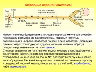 Строение нервной системы




Нейрон легко возбуждается и с помощью нервных импульсов способен
передавать возбуждение другим клеткам. Нервный импульс,
возникающий в нейроне, пробегает по всей длине отростка. Окончания
длинных отростков подходят к другим нервным клеткам, образуя
специализированные контакты – синапсы.
Синапсы выделяют сигнальные молекулы, которые взаимодействуют с
рецепторами клетки, на которую передается возбуждение и в
открываются ионные каналы. Ионы Na+ проходят в клетку и вызывают
ее возбуждение. Нервный импульс, поступивший по длинному отростку
к следующей нервной клетке, может вызвать в ней либо возбуждение,
либо торможение.
 