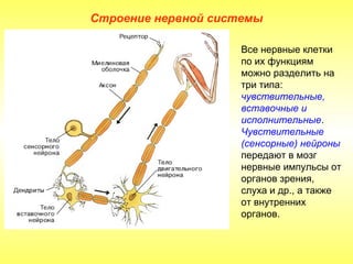 Строение нервной системы

                    Все нервные клетки
                    по их функциям
                    можно разделить на
                    три типа:
                    чувствительные,
                    вставочные и
                    исполнительные.
                    Чувствительные
                    (сенсорные) нейроны
                    передают в мозг
                    нервные импульсы от
                    органов зрения,
                    слуха и др., а также
                    от внутренних
                    органов.
 