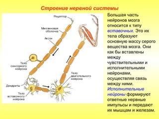 Строение нервной системы
                    Большая часть
                    нейронов мозга
                    относится к типу
                    вставочных. Это их
                    тела образуют
                    основную массу серого
                    вещества мозга. Они
                    как бы вставлены
                    между
                    чувствительными и
                    исполнительными
                    нейронами,
                    осуществляя связь
                    между ними.
                    Исполнительные
                    нейроны формируют
                    ответные нервные
                    импульсы и передают
                    их мышцам и железам.
 