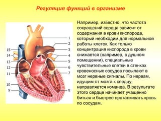 Регуляция функций в организме

             Например, известно, что частота
             сокращений сердца зависит от
             содержания в крови кислорода,
             который необходим для нормальной
             работы клеток. Как только
             концентрация кислорода в крови
             снижается (например, в душном
             помещении), специальные
             чувствительные клетки в стенках
             кровеносных сосудов посылают в
             мозг нервные сигналы. По нервам,
             идущим от мозга к сердцу,
             направляется команда. В результате
             этого сердце начинает учащенно
             биться и быстрее проталкивать кровь
             по сосудам.
 