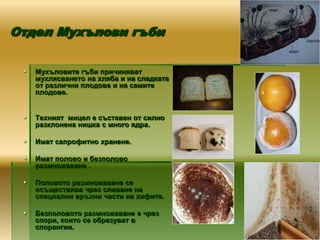 Отдел Мухълови гъби

    Мухъловите гъби причиняват
     мухлясването на хляба и на сладката
     от различни плодове и на самите
     плодове.


    Техният мицел е съставен от силно
     разклонена нишка с много ядра.

    Имат сапрофитно хранене.

    Имат полово и безполово
     размножаване .

    Половото размножаване се
     осъществява чрез сливане на
     специални връхни части на хифите.

    Безполовото размножаване е чрез
     спори, които се образуват в
     спорангии.
 