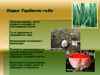Отдел Торбести гъби

   Обхваща видове, чиито
    мицел е изграден от
    многоядрени клетки.                           Мораво рогче


   Те са паразитни и
    сапрофитни гъби.

   Размножават се полово и
    безполово.

   Половото размножаване се     Смръчкула
    осъществява чрез полови
    органи, в които се
    образуват половите клетки.

   Безполовото размножаване
    става чрез спори, които се
    образуват в спорангии.
                                             Керино ухо
 