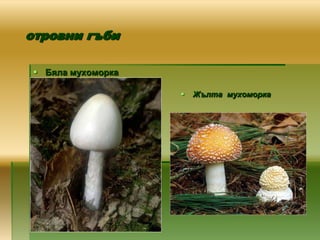 отровни гъби

  Бяла мухоморка

                       Жълта мухоморка
 