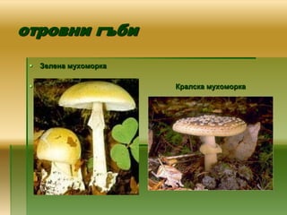 отровни гъби
    Зелена мухоморка

                       Кралска мухоморка
 