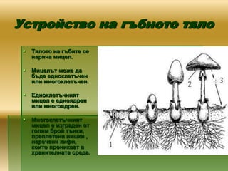 Устройство на гъбното тяло
    Тялото на гъбите се
     нарича мицел.

    Мицелът може да
     бъде едноклетъчен
     или многоклетъчен.

    Едноклетъчният
     мицел е едноядрен
     или многоядрен.

    Многоклетъчният
     мицел е изграден от
     голям брой тънки,
     преплетени нишки ,
     наречени хифи,
     които проникват в
     хранителната среда.
 