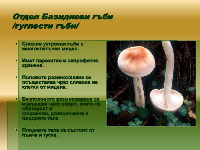 Царство Гъби