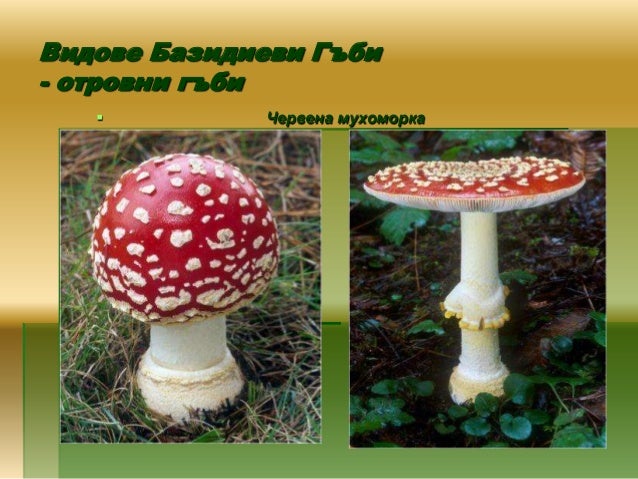 Царство Гъби
