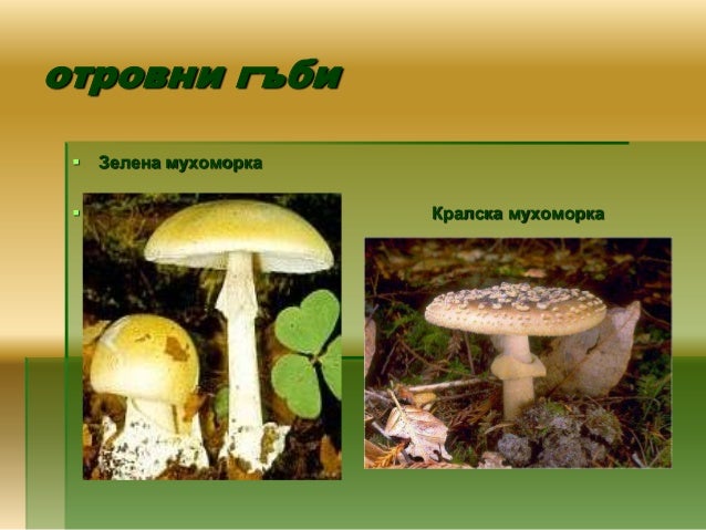 Царство Гъби