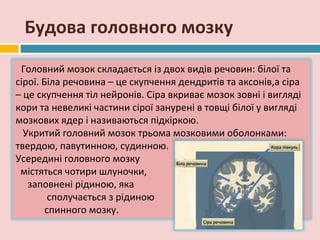 Будова головного мозку

 Головний мозок складається із двох видів речовин: білої та
сірої. Біла речовина – це скупчення дендритів та аксонів,а сіра
– це скупчення тіл нейронів. Сіра вкриває мозок зовні і вигляді
кори та невеликі частини сірої занурені в товщі білої у вигляді
мозкових ядер і називаються підкіркою.
  Укритий головний мозок трьома мозковими оболонками:
твердою, павутинною, судинною.
Усередині головного мозку
 містяться чотири шлуночки,
   заповнені рідиною, яка
         сполучається з рідиною
        спинного мозку.
 