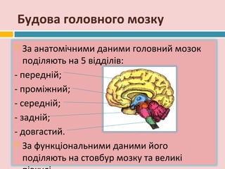 Будова головного мозку
  За анатомічними даними головний мозок
   поділяють на 5 відділів:
- передній;
- проміжний;
- середній;
- задній;
- довгастий.
 За функціональними даними його

   поділяють на стовбур мозку та великі
 