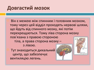 Довгастий мозок

    Він є межею між спинним і головним мозком,
    тому через цей відділ проходять нервові шляхи,
    що йдуть від спинного мозку, які потім
    перехрещуються. Тому ліва сторона мозку
    пов’язана з правою стороною
       тіла, а права сторона мозку –
             з лівою.
    Тут знаходиться дихальний
      центр, що забезпечує
    вентиляцію легень.
 