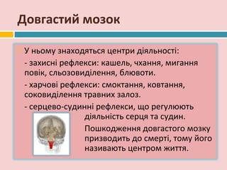 Довгастий мозок

   У ньому знаходяться центри діяльності:
-   - захисні рефлекси: кашель, чхання, мигання
    повік, сльозовиділення, блювоти.
-   - харчові рефлекси: смоктання, ковтання,
    соковиділення травних залоз.
-   - серцево-судинні рефлекси, що регулюють
                   діяльність серця та судин.
                   Пошкодження довгастого мозку
                   призводить до смерті, тому його
                   називають центром життя.
 