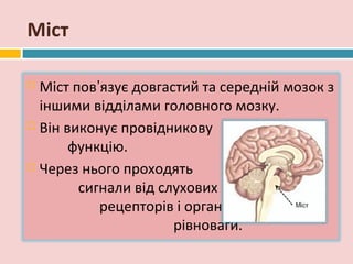 Міст

 Міст пов’язує довгастий та середній мозок з
  іншими відділами головного мозку.
 Він виконує провідникову

       функцію.
 Через нього проходять

        сигнали від слухових
           рецепторів і органів
                      рівноваги.
 
