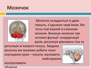 Мозочок

                    Мозочок складається із двох
                    півкуль, з’єднаних черв’яком. Він
                    тісно пов’язаний зі спинним
                    мозком. Виконує мозочок три
                    основні функції: координація
                   рухів, регуляція рівноваги тіла та
регуляція м’язового тонусу. Завдяки
мозочку ми можемо робити тонкі
злагоджені рухи – писати, малювати,
                         майструвати, а також
контролювати                               вираз
 