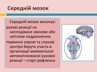 Середній мозок

 Середній мозок виконує:
рухові реакції на
  несподіване звукове або
  світлове подразнення;
первинні зорові та слухові
  центри беруть участь в
  організації мимовільної
  автоматизованої рухової
  реакції – старт-рефлекси.
 