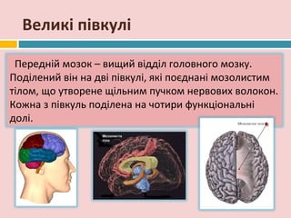 Великі півкулі

 Передній мозок – вищий відділ головного мозку.
Поділений він на дві півкулі, які поєднані мозолистим
тілом, що утворене щільним пучком нервових волокон.
Кожна з півкуль поділена на чотири функціональні
долі.
 