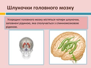 Шлуночки головного мозку

 Усередині головного мозку містяться чотири шлуночки,
заповнені рідиною, яка сполучається з спинномозковою
рідиною.
 