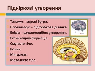 Підкіркові утворення

   Таламус - зорові бугри.
   Гіпоталамус – підгорбкова ділянка.
   Епіфіз – шишкоподібне утворення.
   Ретикулярна формація.
   Смугасте тіло.
   Коник.
   Мигдалик.
   Мозолисте тіло.
 