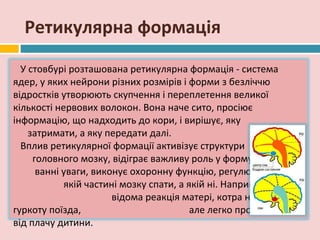 Ретикулярна формація

  У стовбурі розташована ретикулярна формація - система
ядер, у яких нейрони різних розмірів і форми з безліччю
відростків утворюють скупчення і переплетення великої
кількості нервових волокон. Вона наче сито, просіює
інформацію, що надходить до кори, і вирішує, яку
    затримати, а яку передати далі.
  Вплив ретикулярної формації активізує структури
     головного мозку, відіграє важливу роль у форму-
      ванні уваги, виконує охоронну функцію, регулюючи
            якій частині мозку спати, а якій ні. Наприклад, усім
                       відома реакція матері, котра не чує
гуркоту поїзда,                          але легко прокидається
від плачу дитини.
 