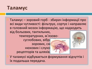 Таламус
   Таламус – зоровий горб - збирач інформації про
    всі види чутливості: фільтрує, сортує і направляє
    в головний мозок інформацію, що надходить
    від больових, тактильних,
          температурних, м’язово-
             суглобових, вібраційних,
                  зорових, смакових,
              нюхових і слухових
         рецепторів та шляхів.
   У таламусі відбувається формування відчуттів і
    їх подальша передача.
 