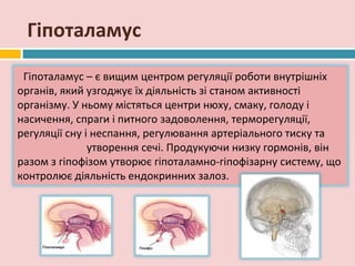 Гіпоталамус

 Гіпоталамус – є вищим центром регуляції роботи внутрішніх
органів, який узгоджує їх діяльність зі станом активності
організму. У ньому містяться центри нюху, смаку, голоду і
насичення, спраги і питного задоволення, терморегуляції,
регуляції сну і неспання, регулювання артеріального тиску та
               утворення сечі. Продукуючи низку гормонів, він
разом з гіпофізом утворює гіпоталамно-гіпофізарну систему, що
контролює діяльність ендокринних залоз.
 