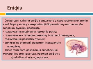 Епіфіз

  Секреторні клітини епіфіза виділяють у кров гормон мелатонін,
який бере участь у синхронізації біоритмів сну-неспання. До
головних функцій належать:
- гальмування виділення гормонів росту;
- гальмування статевого розвитку і статевої поведінки;
- гальмування розвитку пухлин;
- впливає на статевий розвиток і сексуальну
    поведінку;
  Після статевого дозрівання вироблення
мелатоніну зменшується. Розміри епіфізу у
      дітей більші, ніж у дорослих.
 