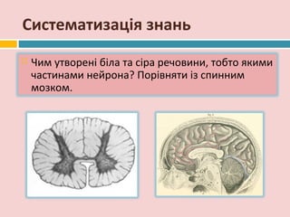 Систематизація знань
   Чим утворені біла та сіра речовини, тобто якими
    частинами нейрона? Порівняти із спинним
    мозком.
 