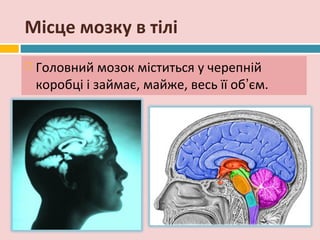 Місце мозку в тілі
   Головний мозок міститься у черепній
    коробці і займає, майже, весь її об’єм.
 