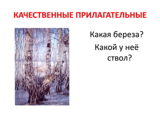 КАЧЕСТВЕННЫЕ ПРИЛАГАТЕЛЬНЫЕ

               Какая береза?
                Какой у неё
                   ствол?
 