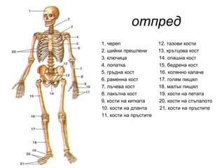 отпред
•   1. череп                12. тазови кости
•   2. шийни прешлени       13. крътцова кост
•   3. ключица              14. опашна кост
•   4. лопатка              15. бедрена кост
•   5. гръдна кост          16. колянно капаче
•   6. раменна кост         17. голям пищял
•   7. лъчева кост          18. малък пищял
•   8. лакътна кост         19. кости на петата
•   9. кости на китката     20. кости на стъпалото
•   10. кости на дланта     21. кости на пръстите
•   11. кости на пръстите
 