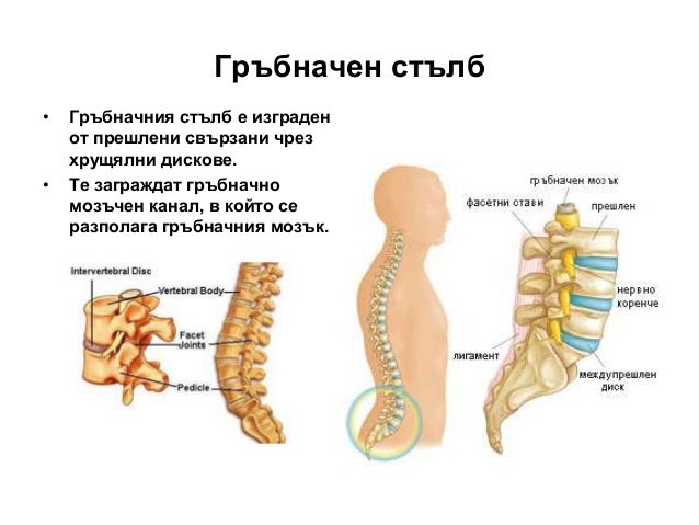 опорно двигателна система