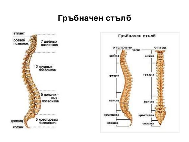 опорно двигателна система