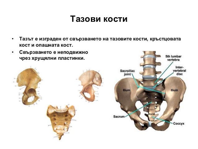 опорно двигателна система