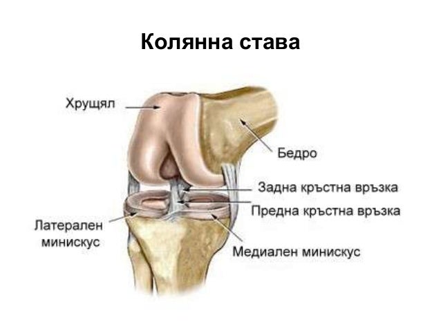 опорно двигателна система